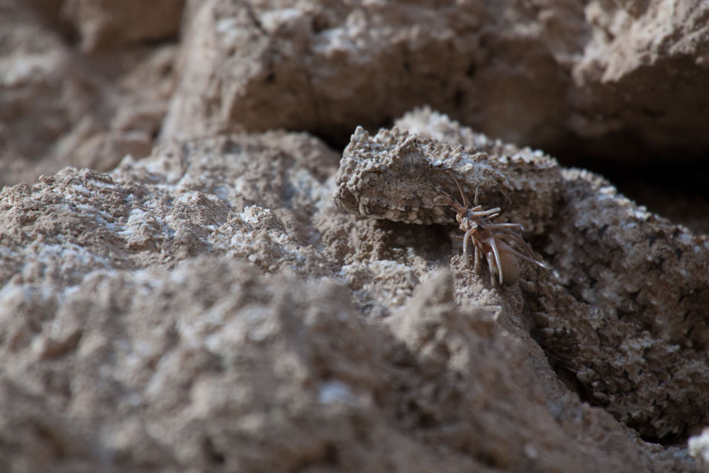 22 GPFF: IN THE REALM OF THE SPIDER-TAILED VIPER